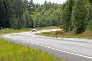 animal in road accident 300x200 1